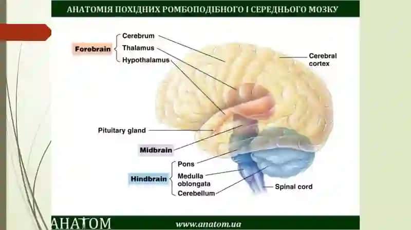Uzunchoq miya. Miya Ko’prigi. Miyacha. Rombsimon  miya chuqurligi. IV-qorincha  tuzilishi  va  vazifasi. O’rta miya. Miya suv yo’li. Oraliq miya. Gipotalamus. Gipofiz. III qorincha klinik ahamiyati 3