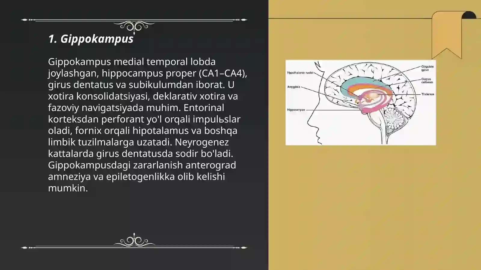 Limbik tizim asosiy anatomik xosilalar 3