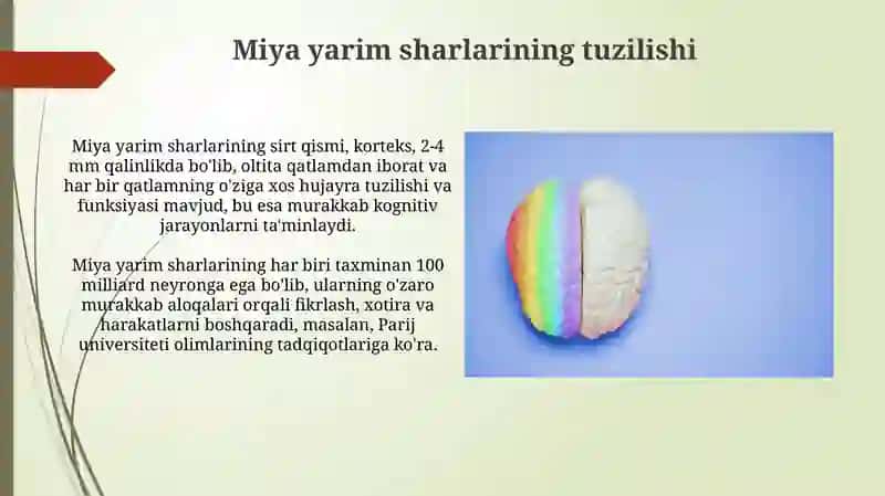 Miya yarim sharlarining tuzilishi 3