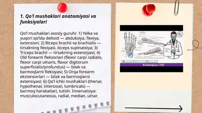 Qo' l, oyoq, qorin mushaklari 3
