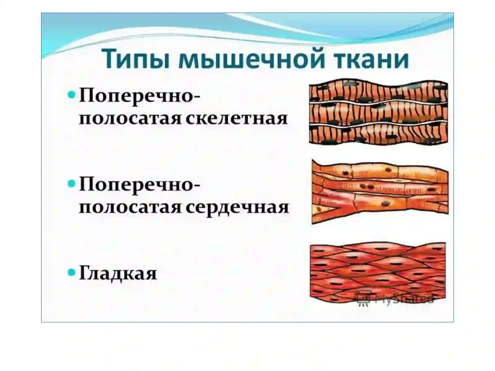 Общая характеристика мышечной системы 3