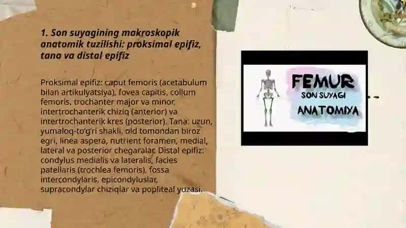 Son suyagining makroskopik anatomik tuzilishi 3