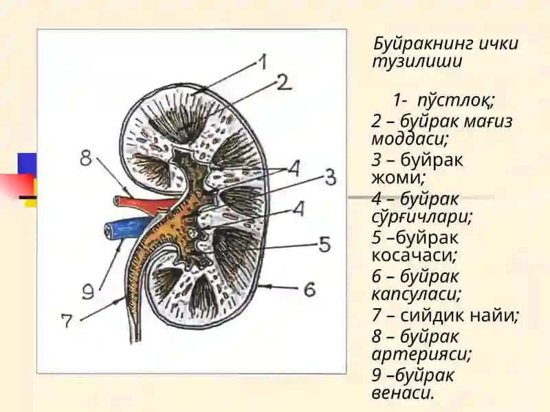БУЙРАК КАСАЛЛИКЛАРИ БИЛАН КАСАЛЛАНГАН БЕМОРЛАРНИ ТЕКШИРИШ. АСОСИЙ КЛИНИК СИНДРОМЛАР. БУЙРАК ЕТИШМОВЧИЛИГИ 3