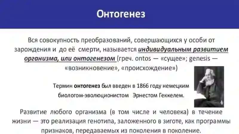 основные периоды эмбриогенеза человека 3