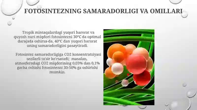 O'simlik hujayrasi energetikasi 3
