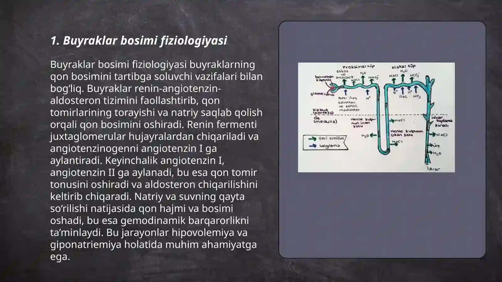 Buyraklar bosimi fiziologiyasi 3