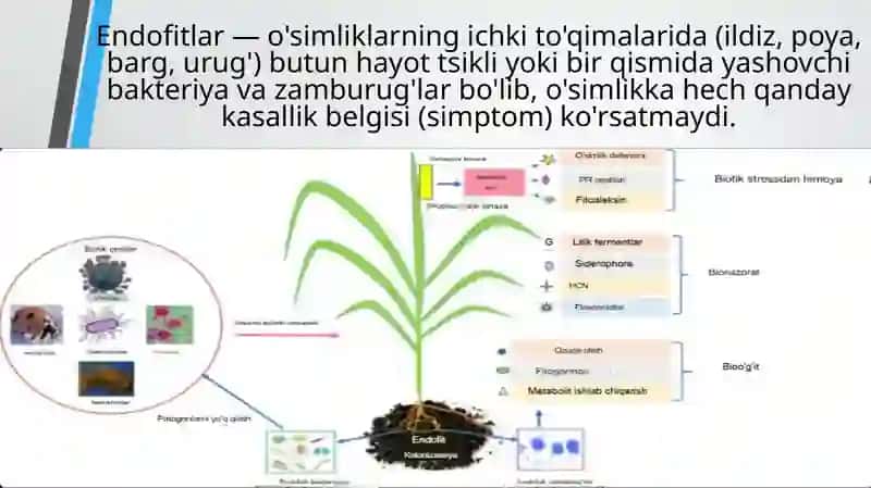 Endofit mikrorganizimlarni ajratib olish va ularni ahamiyati 3