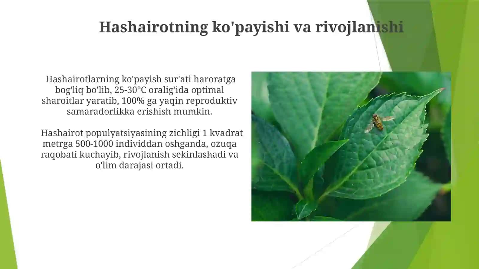 Bug'doy yetishtirish texnologiyasi va hosildorlikka ta'sir qiluvchi omillar 3