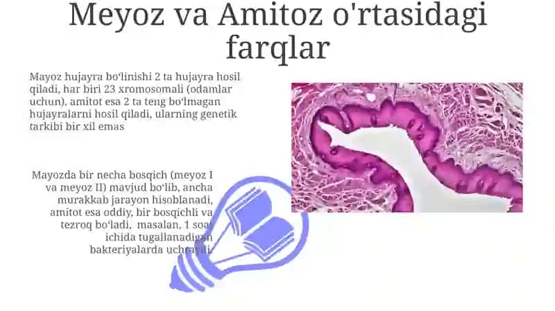 Meyoz va Amitoz o'rtasidagi farqlar 3