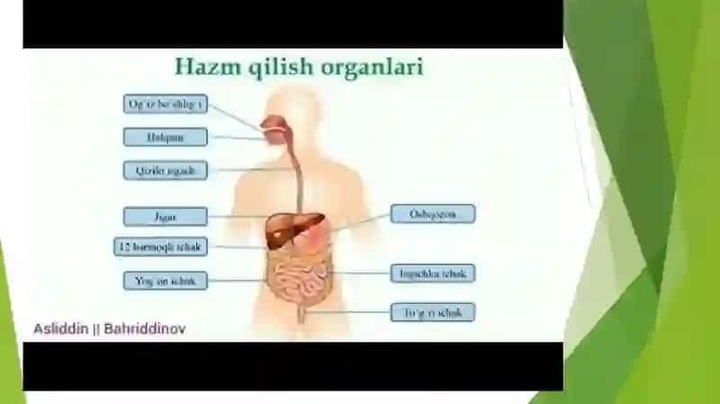 Hazma’zolari Tuzilishi 3