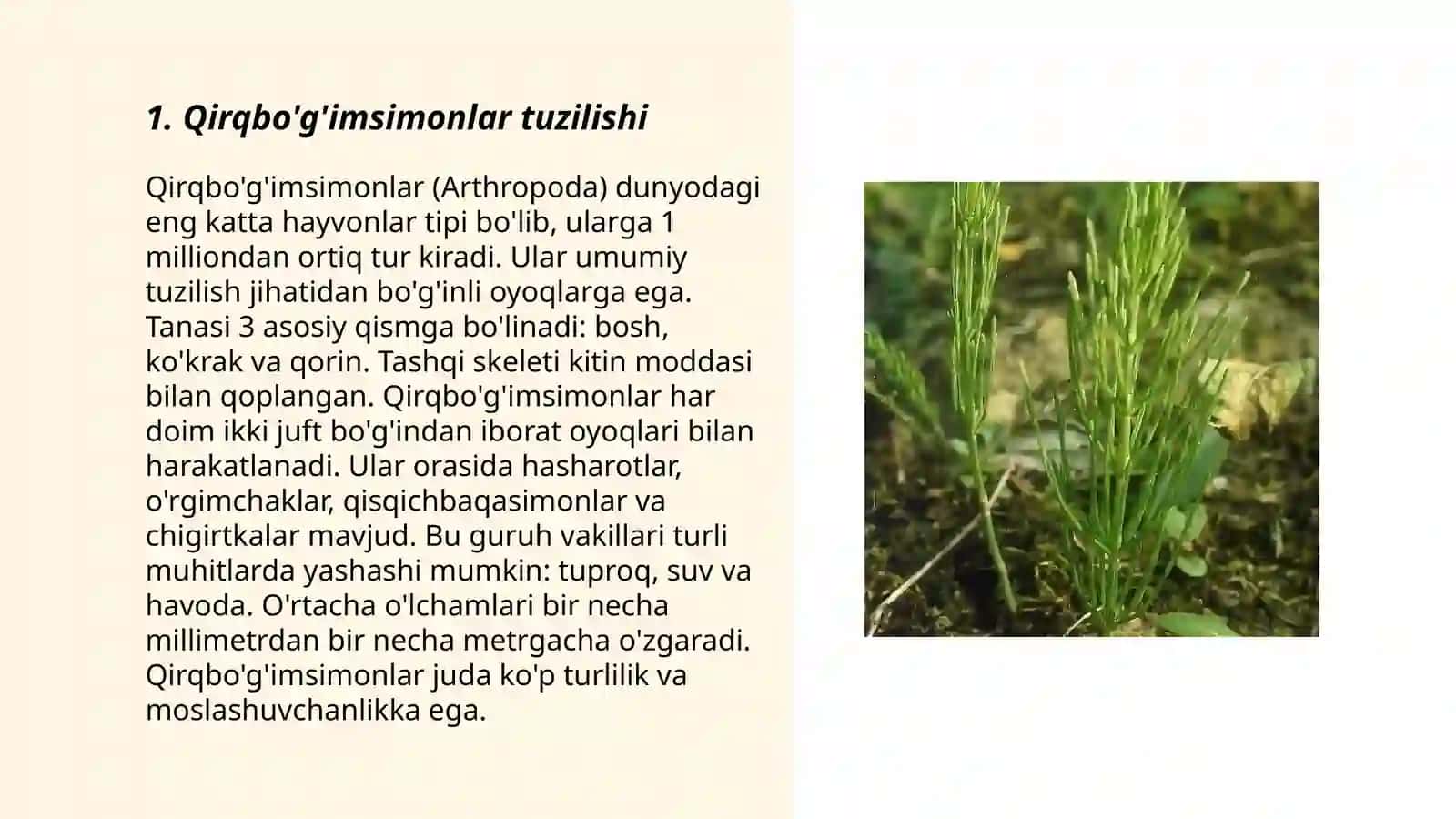Qirqbo’g’imsimonlar 3