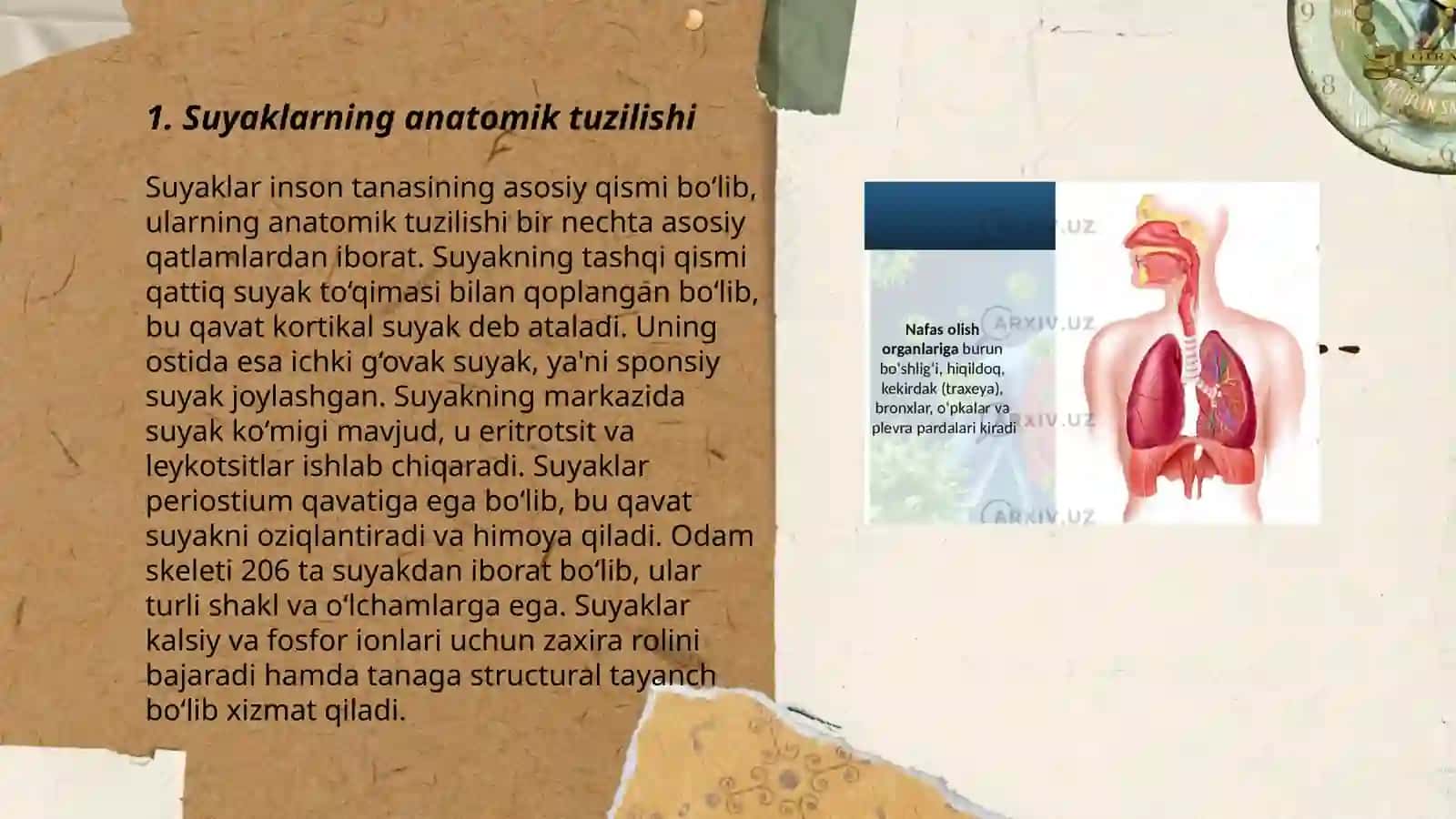 Suyaklarning tuzulishi va xususiyatlari 3
