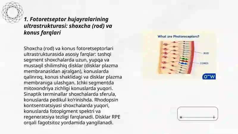 Fotoretseptor hujayralarining ultrastrukturasi va gistofiziologiyasi 3