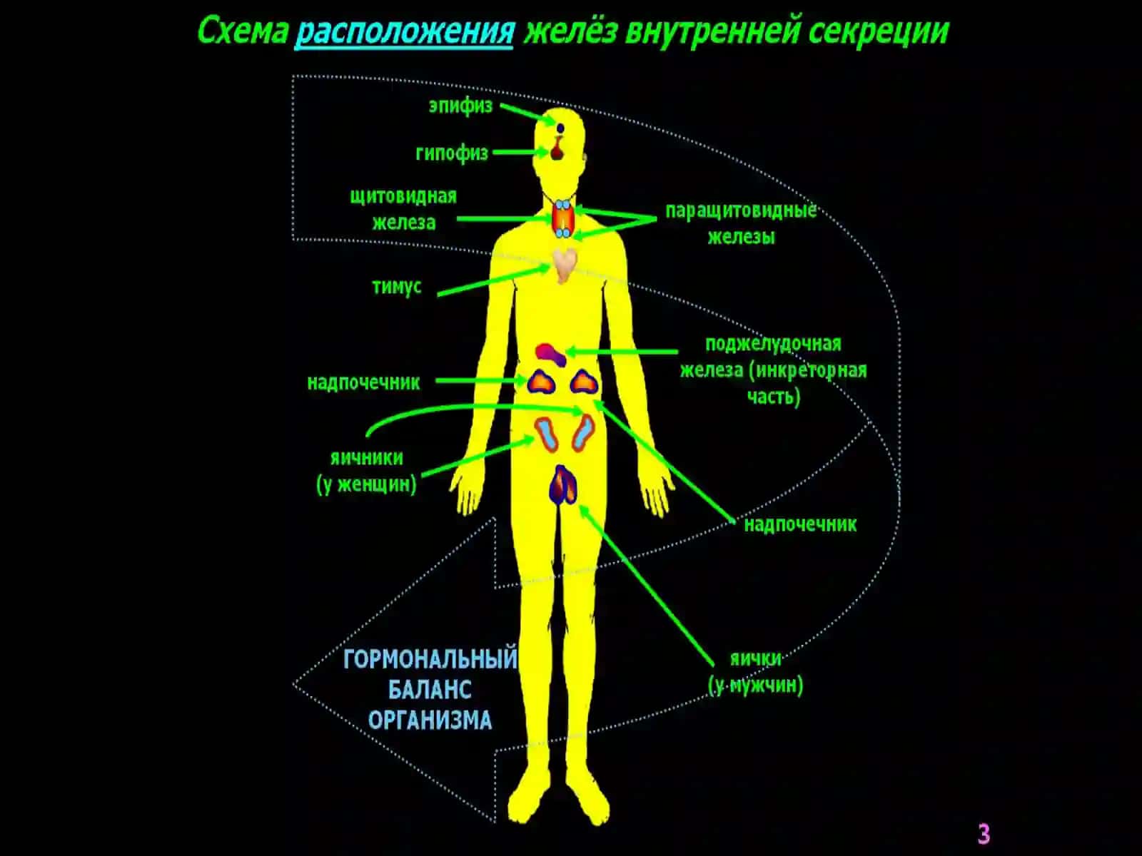 Ички секреция безларининг физиологияси 3