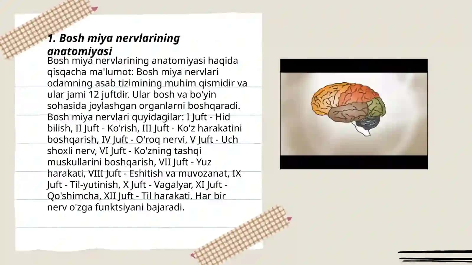 Bosh miya nervlarining hosil bo'lishi XII juft nervlarining hosil bo'lishi 3