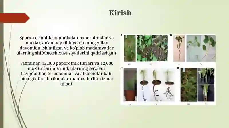 Sporali o'simliklar va ularning dorivorlik xususiyatlari 3