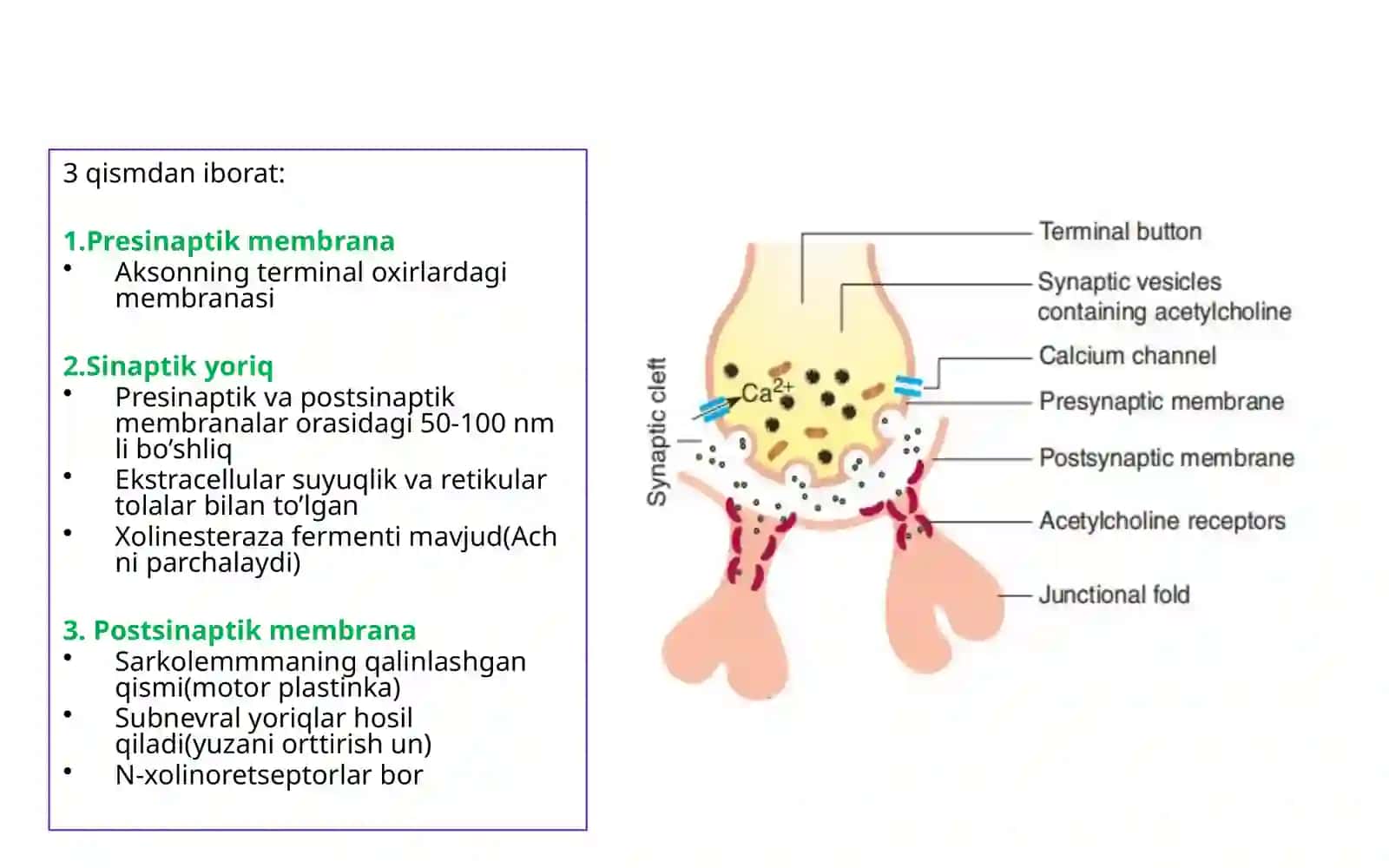Fiziologiya 3