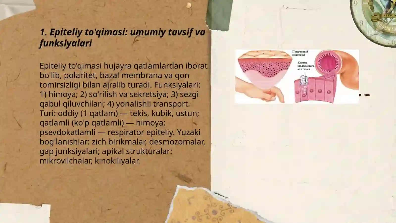 Epiteliy tòqimasining regeneratsiyasi va anatomiyasi 3