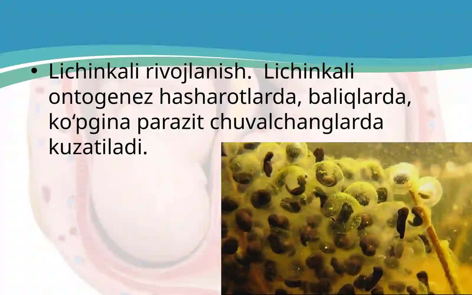 Urug’lanish va homilaning rivojlanishi 3