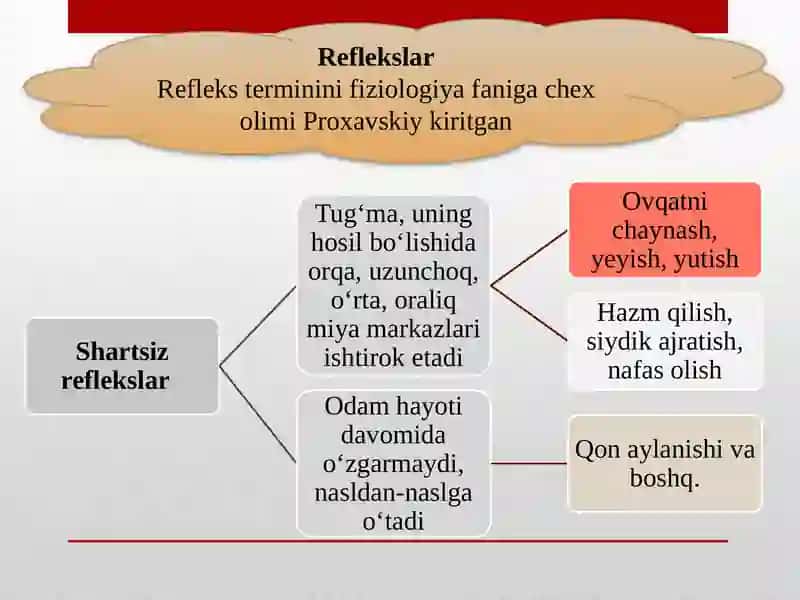 OLIY NERV FAOLIYATI VA UNING YOSH XUSUSIYATLARI 3