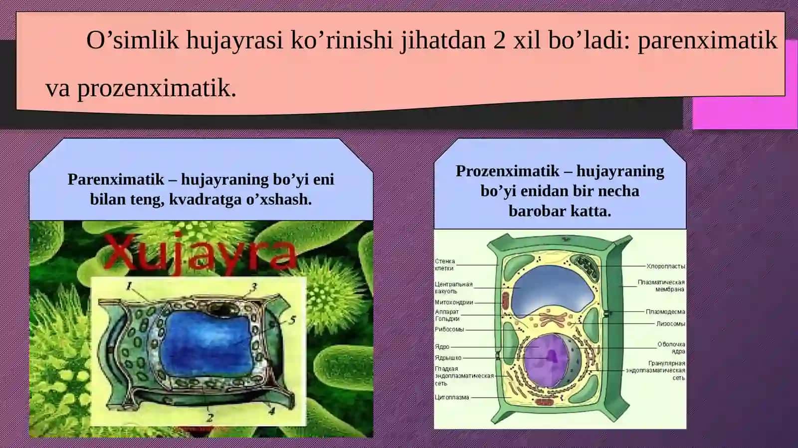 Hujayra tiriklikning asosi 3