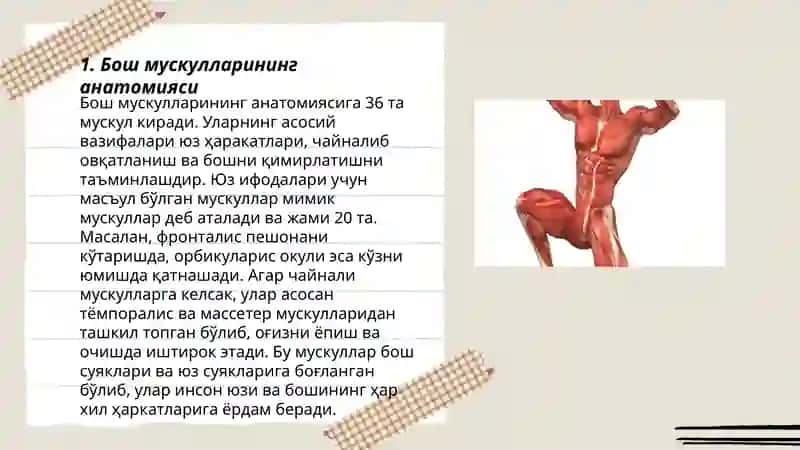 Бош мускуллари 3