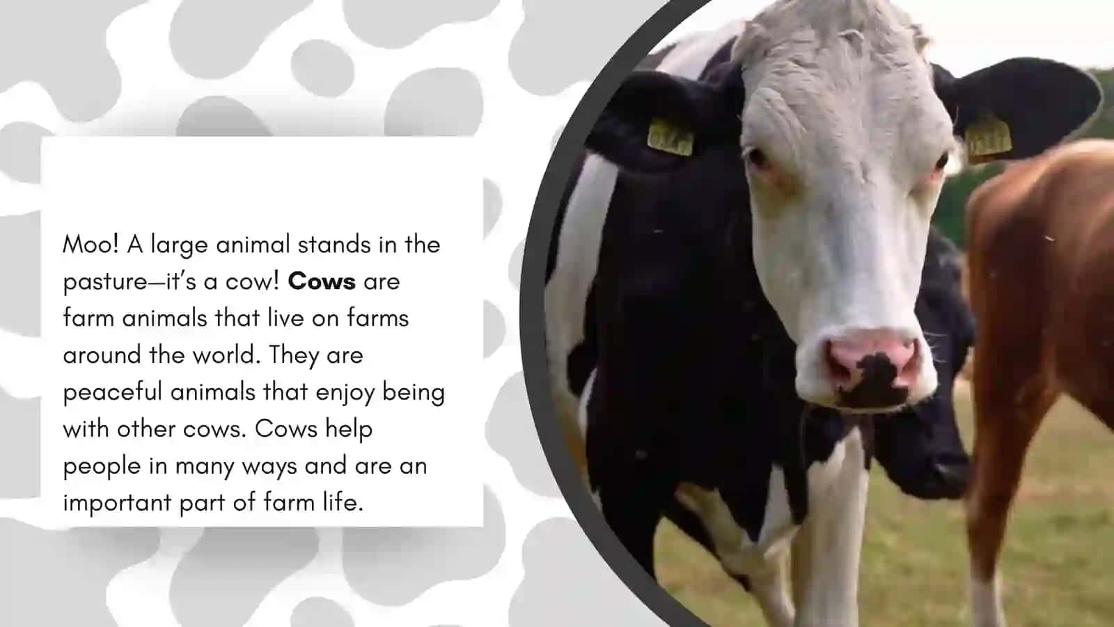 Cows 3