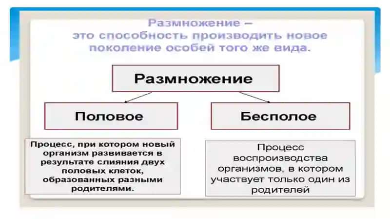 ФОРМЫ РАЗМНОЖЕНИЯ ЖИВОТНЫХ 3