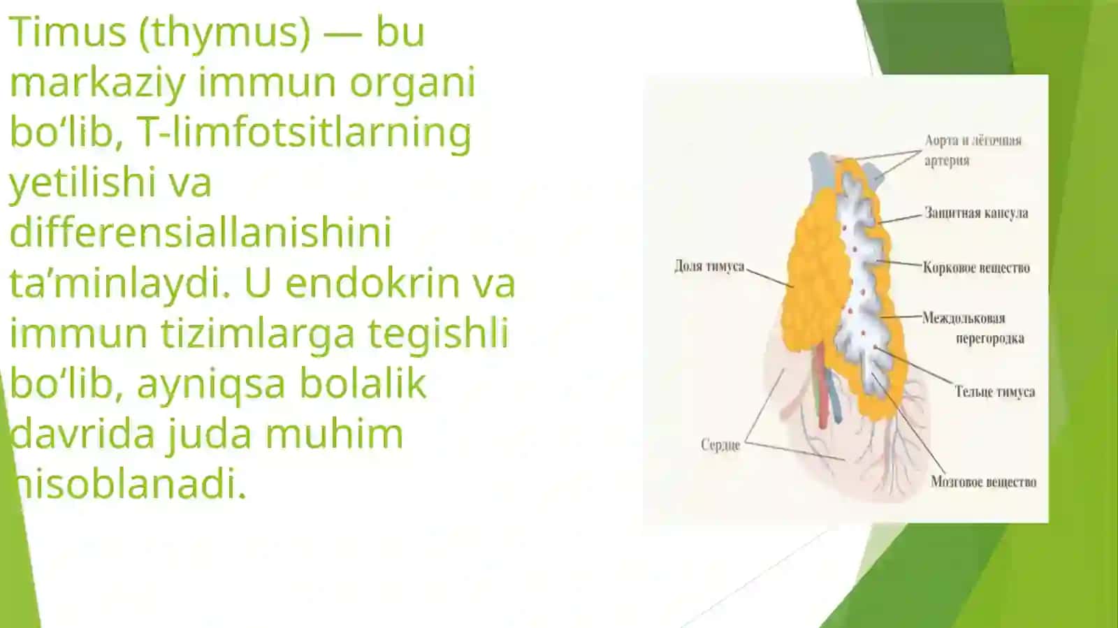 Timus Tuzyilishi, Taraqqiyoti va Vazifasi 3