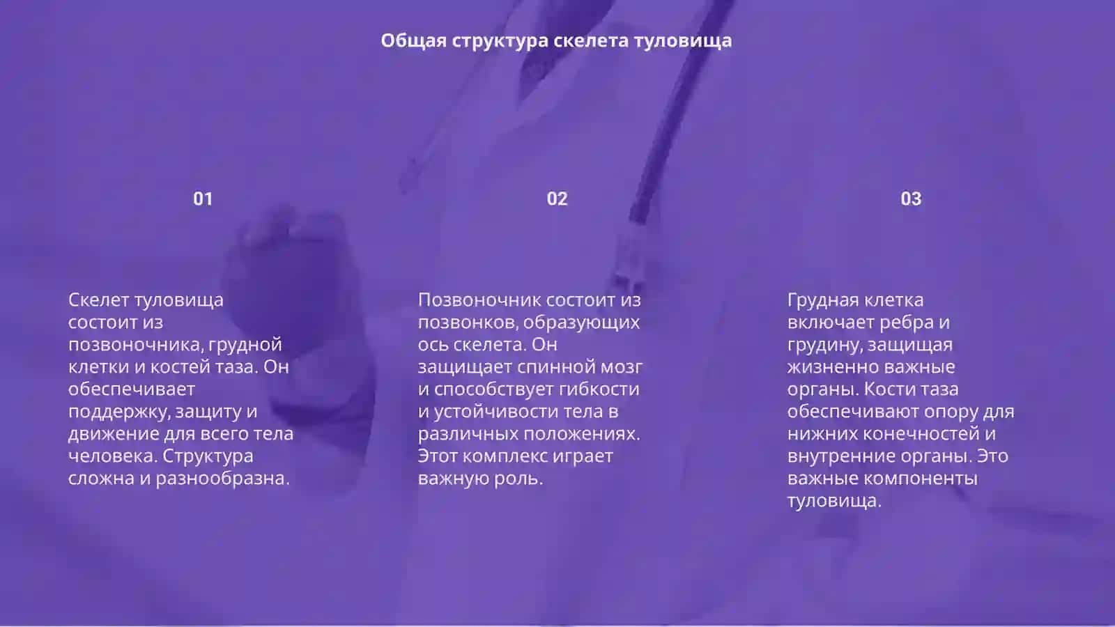 Скелет туловища 3