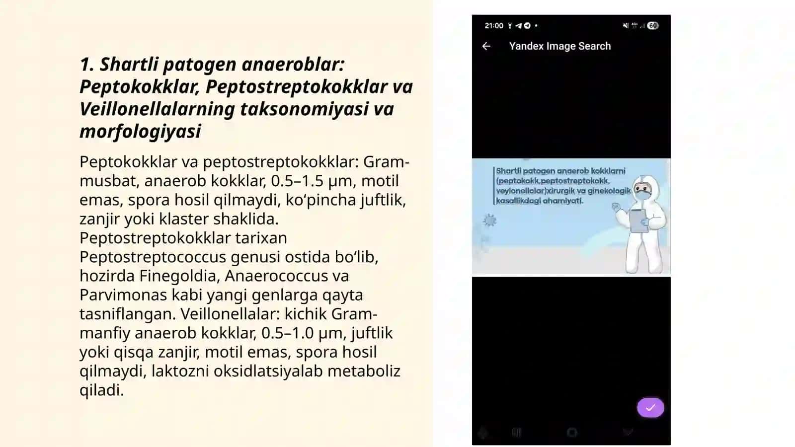 Shartli patogen anaeroblar: Peptokokklar, Peptostreptokokklar va Veillonellalarning taksonomiyasi va morfologiyasi 3
