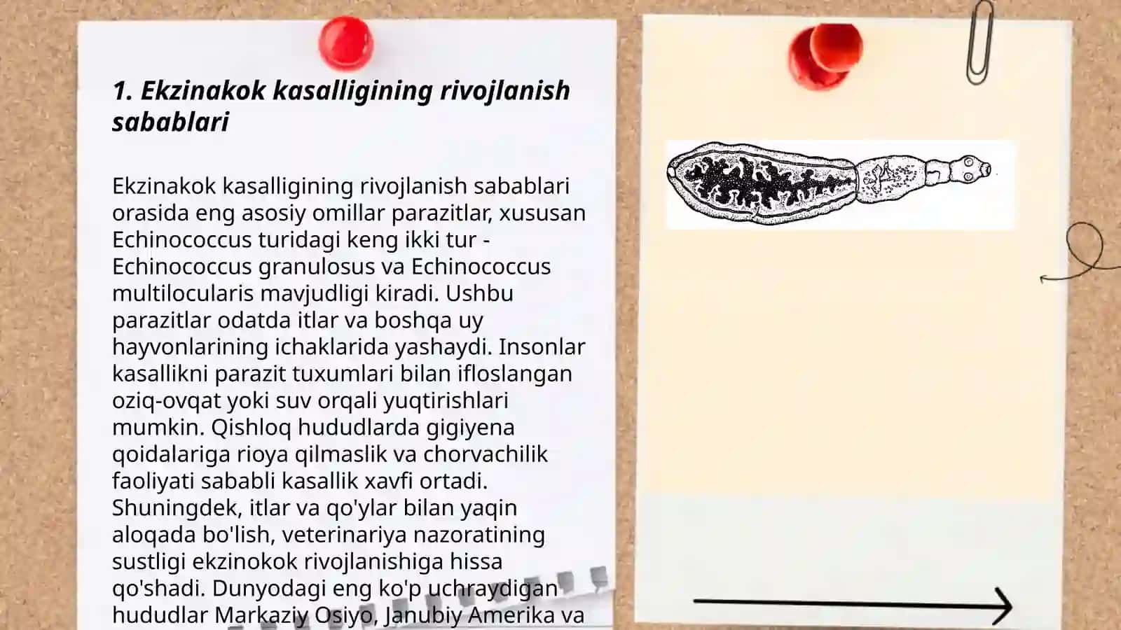 Exinakokning tuzilishi zararli tomoni va profilaktikasi 3