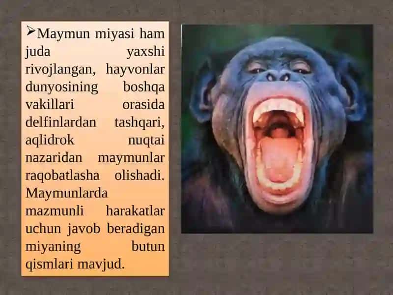 Primatlarning hayot  tarzi 3