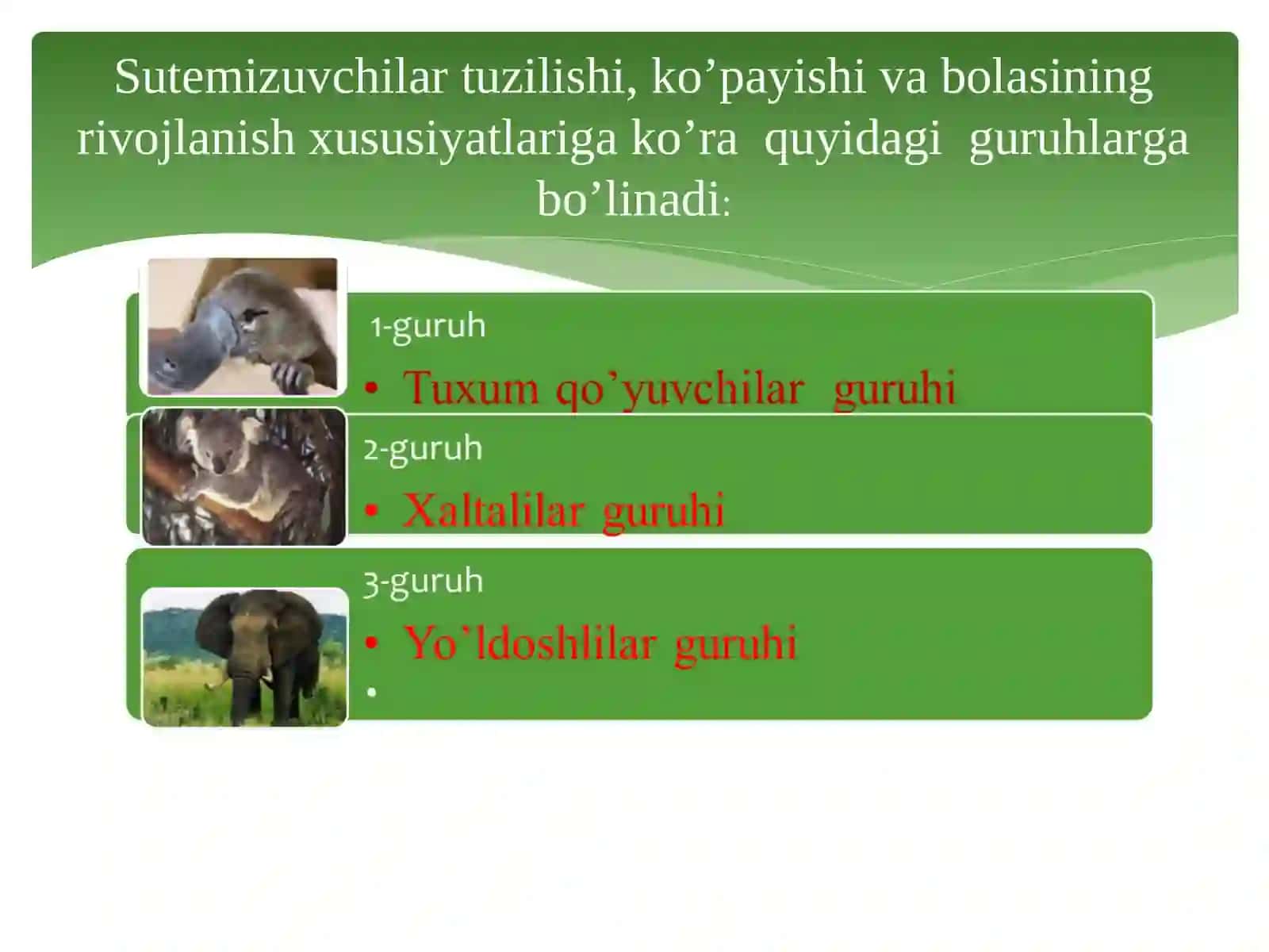 Sutemizuvchilarning xilma-xilligi: tuxum qo’yuvchilar, xaltalilar, yo’ldoshlilar 3