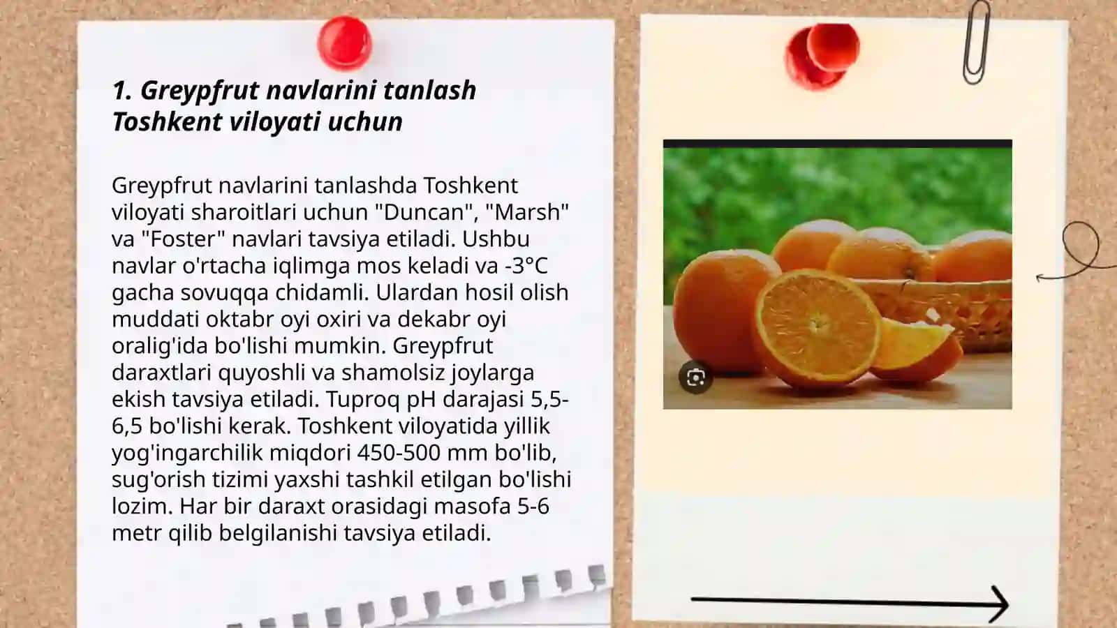 Toshkent viloyati sharoitida greypfrut va apelsin navlarini intensiv texnologiyalar asosida koʻchatlarini ko'paytirish 3