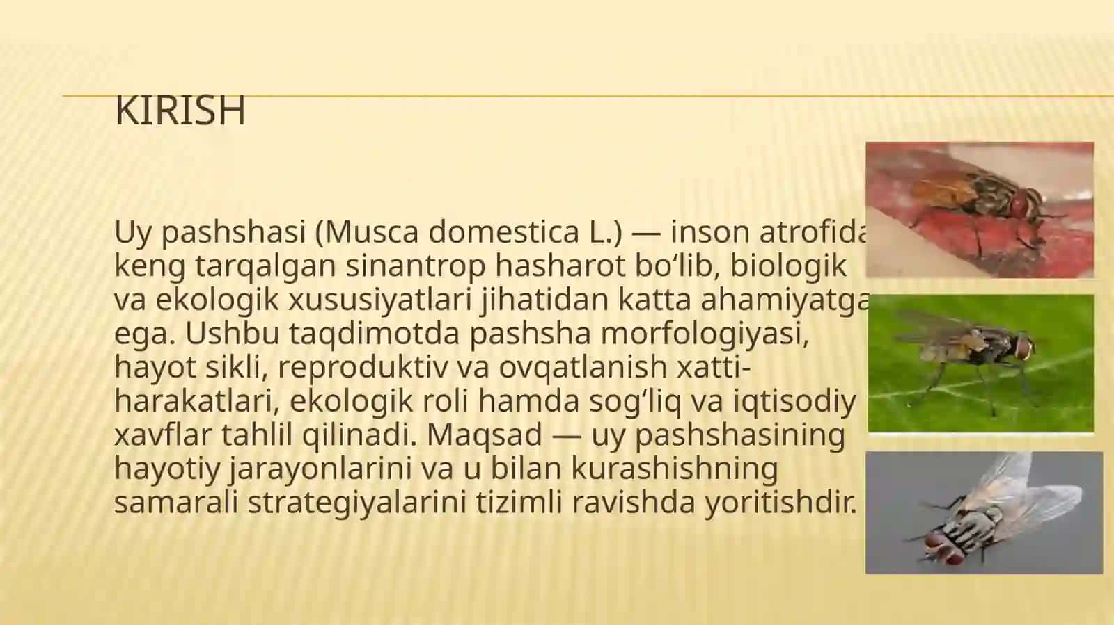 Uypashshasi(Musca domestica L.)ning biologik va ekologik xususiyatlari 3