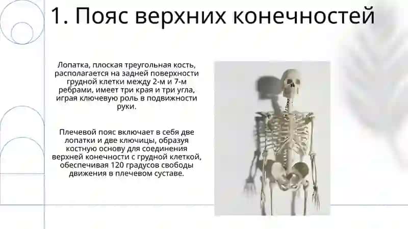 Пояс верхних конечностей 3