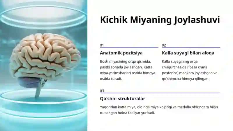Kichik Miya Anatomiyasi: Inson Miyachasining Sirli Dunyosi 3
