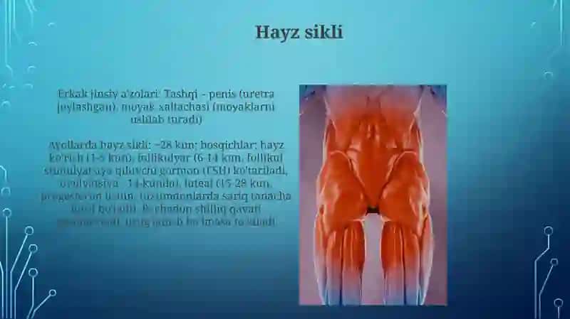 Erkakvaayoltosaʼzolariningtuzilishxususiyatlari 3