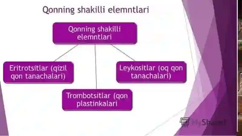 Qonning shakilli elementlari 3