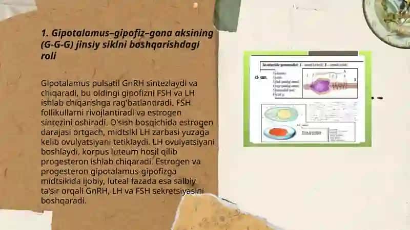 Jinsiy siklning gormonal boshqariluvi mexanizmi 3