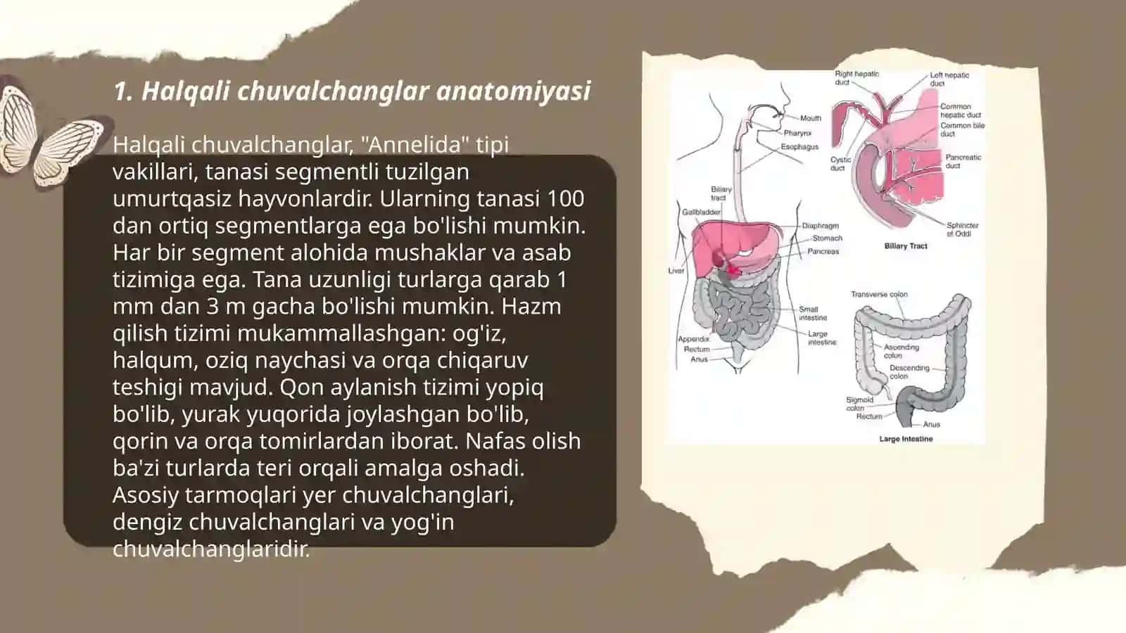 Halqali chuvalchanglarning ovqat hazm qilish sestemalari 3