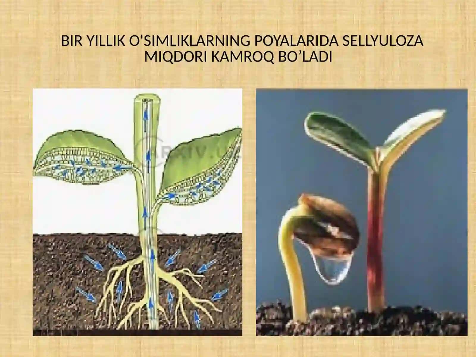BIR VA KO'P YILLIK O'SIMLIKLARNING SELLYULOZALARI, TABIIY TOLALAR. YOG’OCH SELLYULOZASI, MIKROKRISTALLIK SELLYULOZA, BAKTERIAL SELLYULOZA. 3