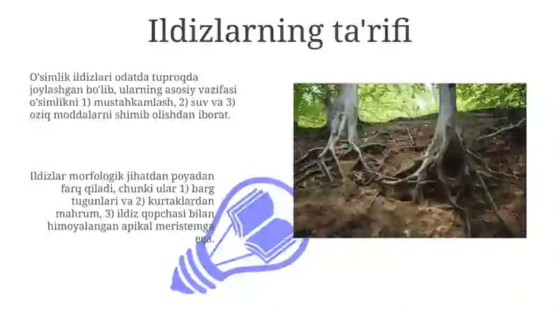 Ildizlar 3