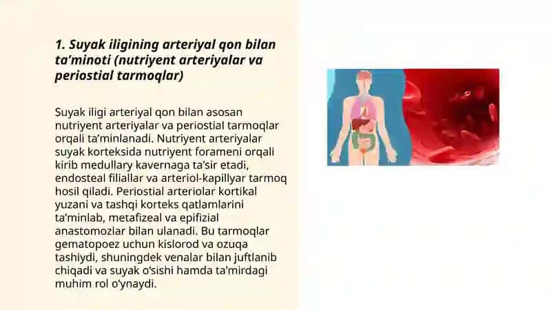Qon. Qon yaratuvchi aʼzolarning qon bilan taʼminlanishi 3