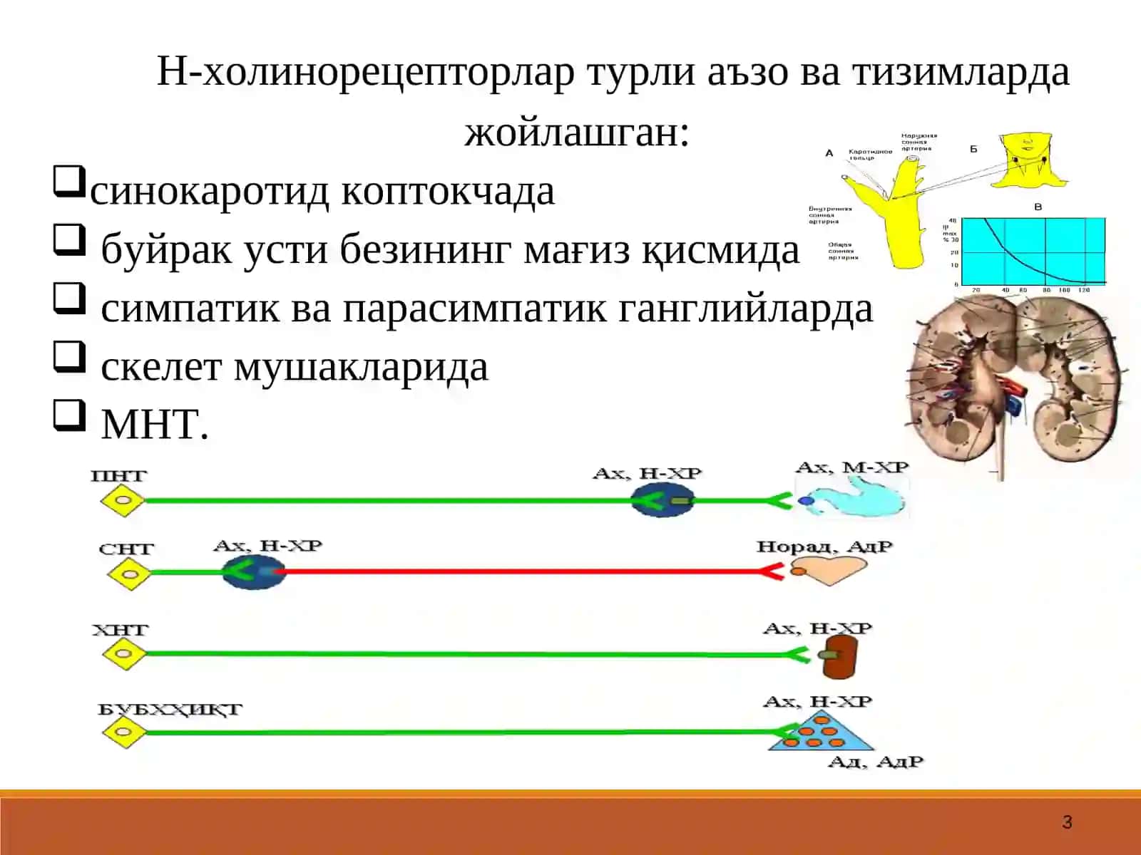 Н-ХОЛИНОРЕЦЕПТОРЛАРНИ ҚЎЗҒАТУВЧИ ВОСИТАЛАР (Н-ХОЛИНОМИМЕТИКЛАР) 3