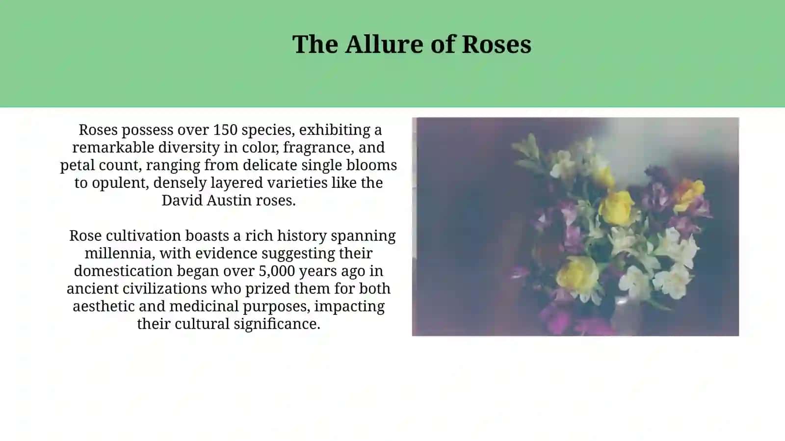 The Allure of Roses 3