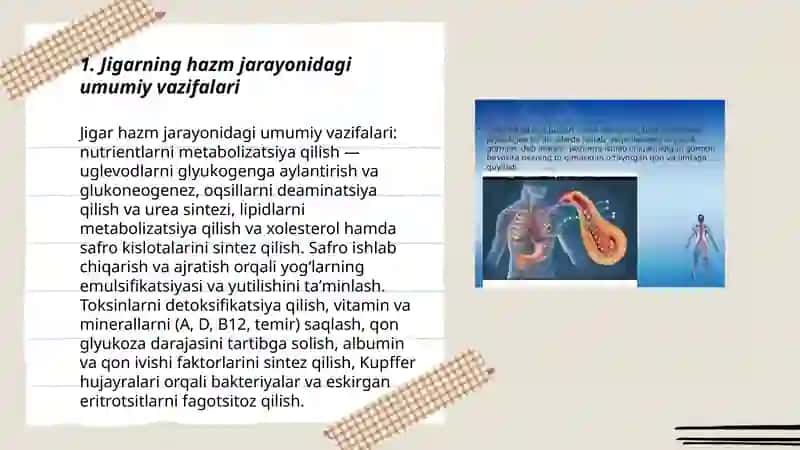 Jigarning hazm jarayonidagi umumiy vazifalari 3
