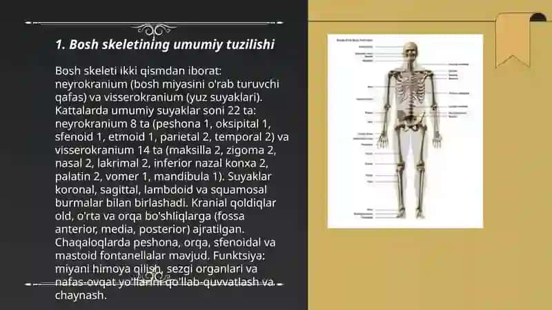 Bosh skeleti 3
