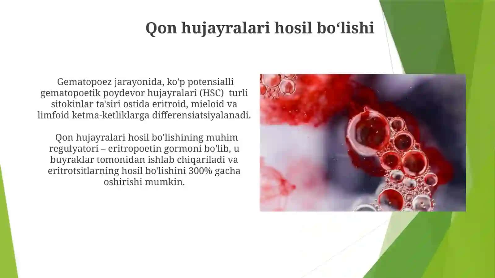 Gemositopoez. Qon hujayralari hosil bolishi 3